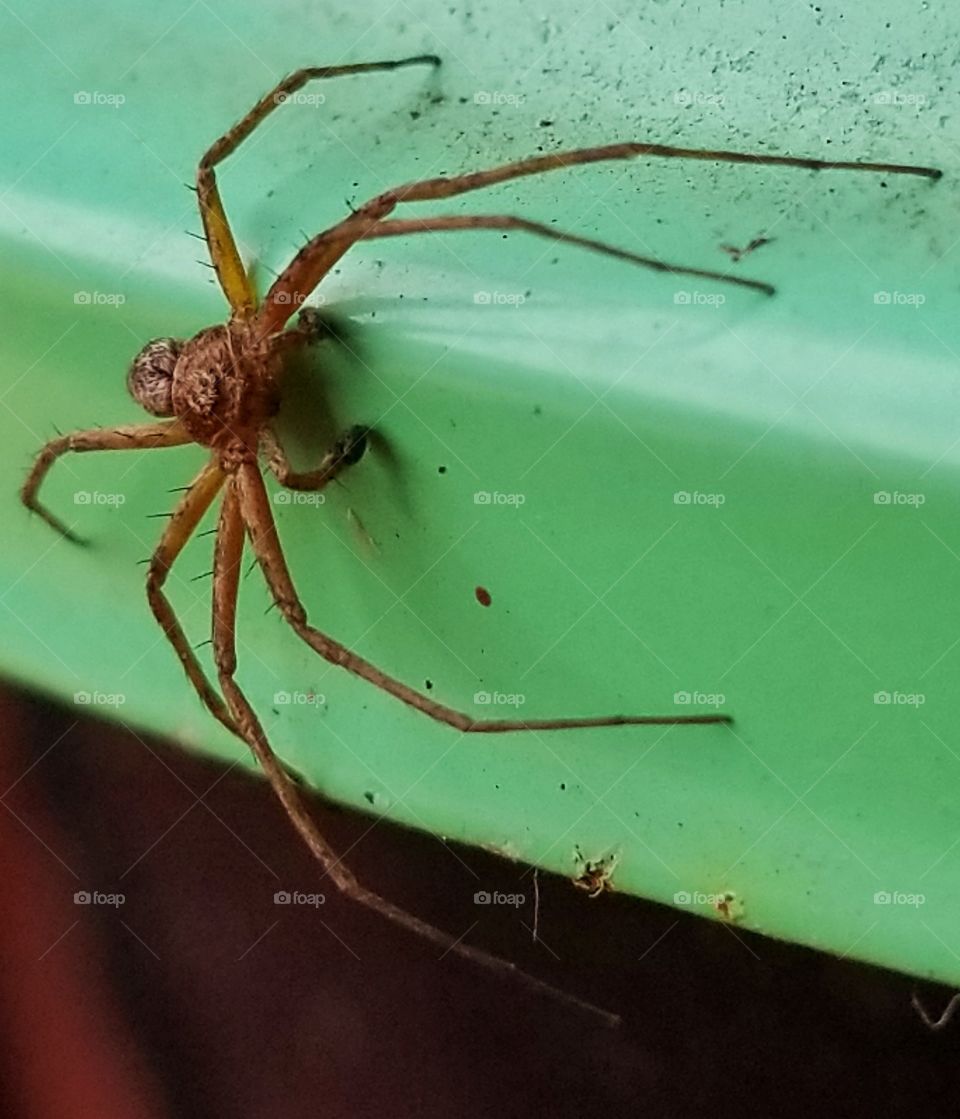 Tiny spider up close