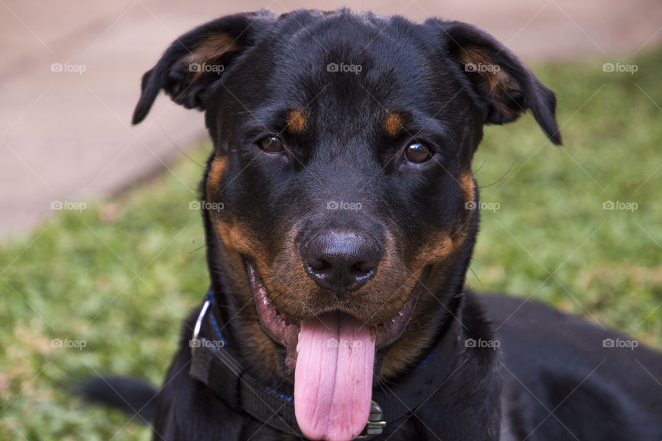 Rottweiler