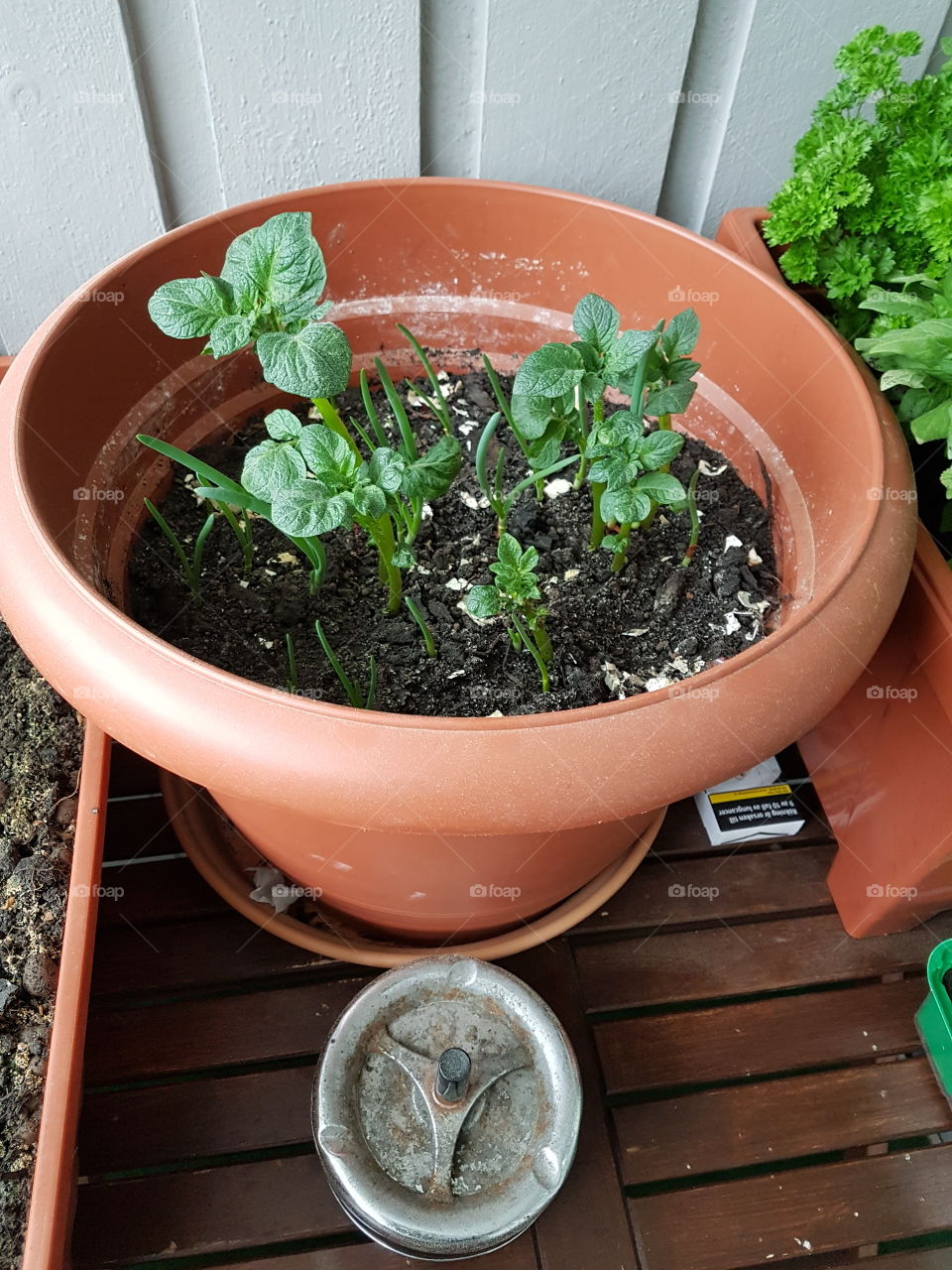 Leaf, Pot, Food, No Person, Flora