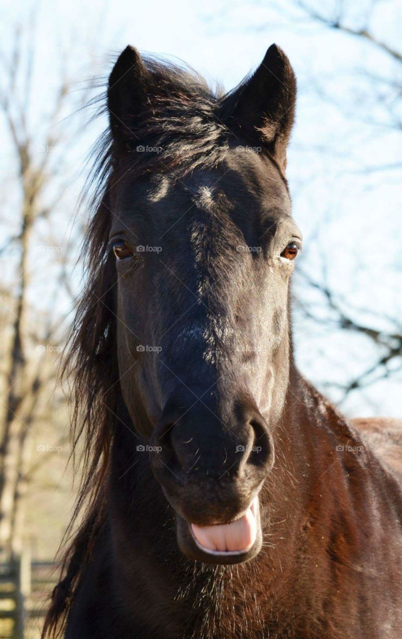 Morgan Horse