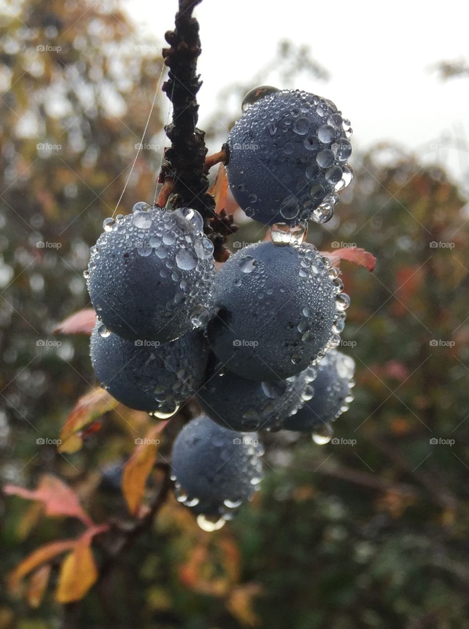 Dewey grapes on the vine in France