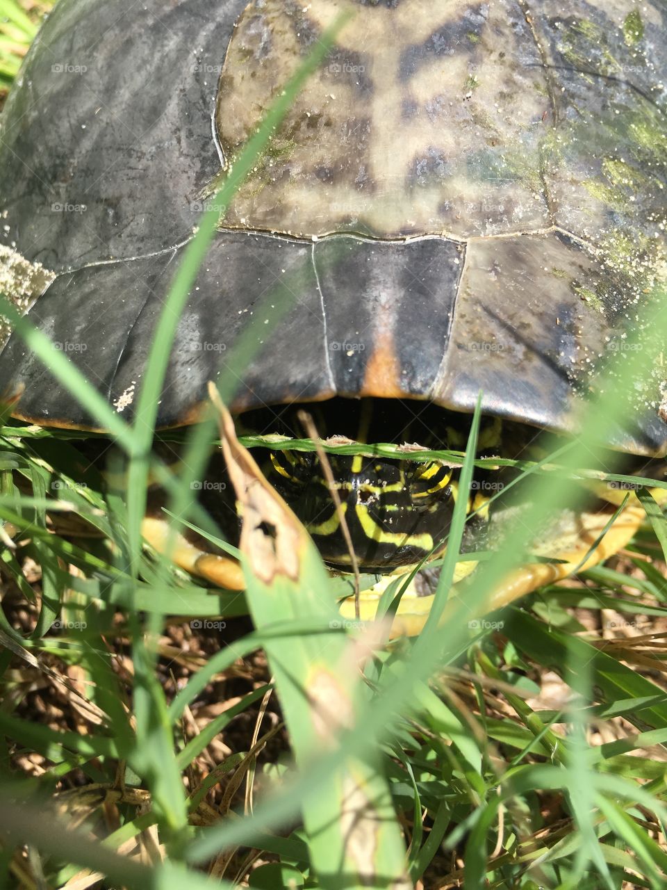 Green turtle 🐢 in Florida 🍉