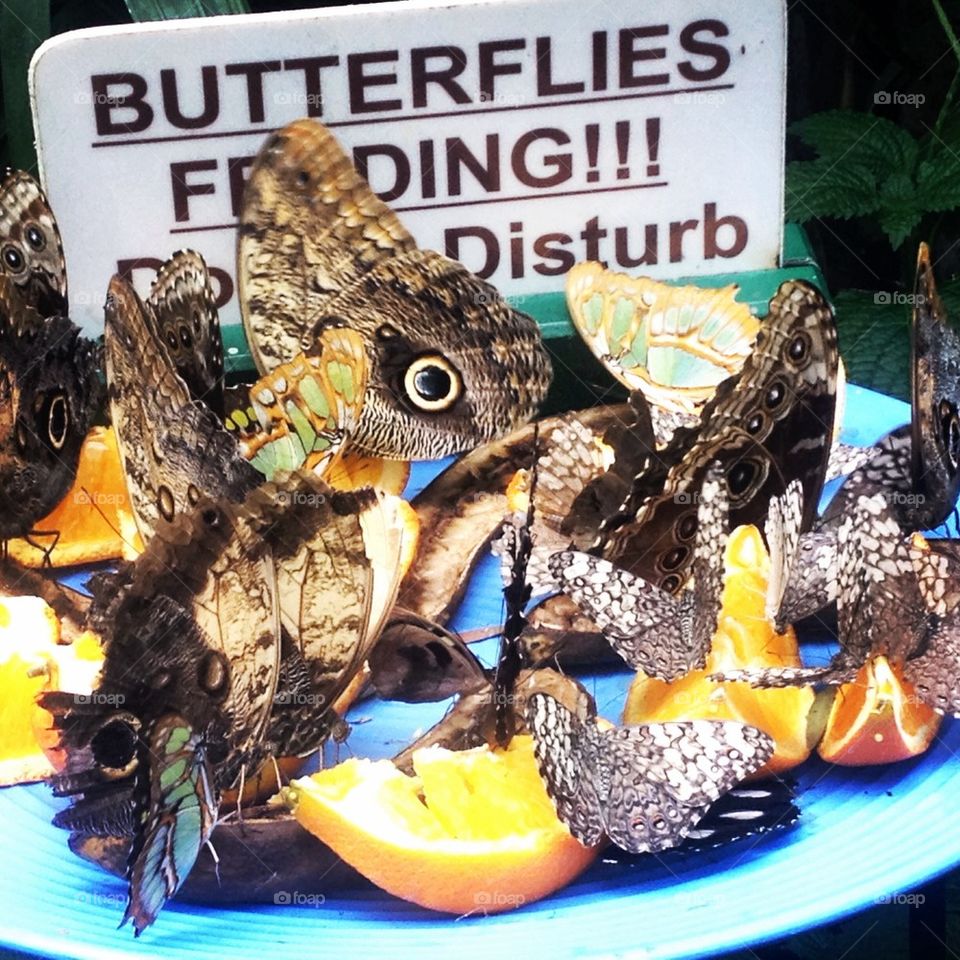 Butterflies feeding