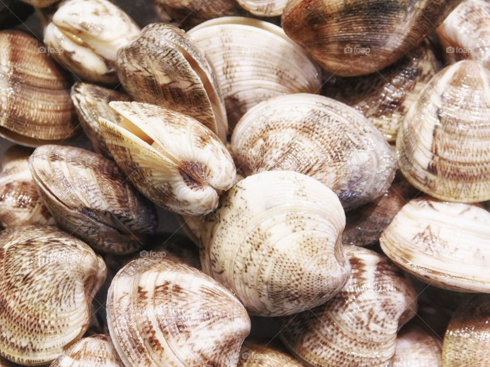 clams