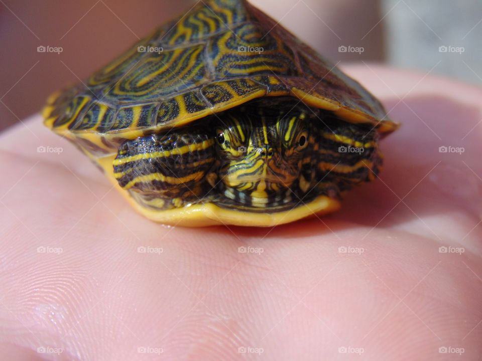 Young Red Slider