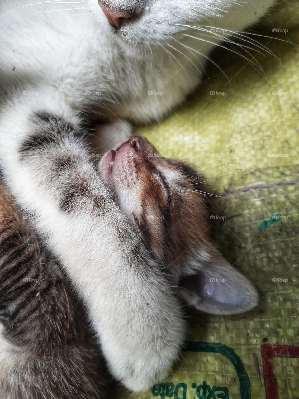 A beautiful little kitten sleeping with a mother.