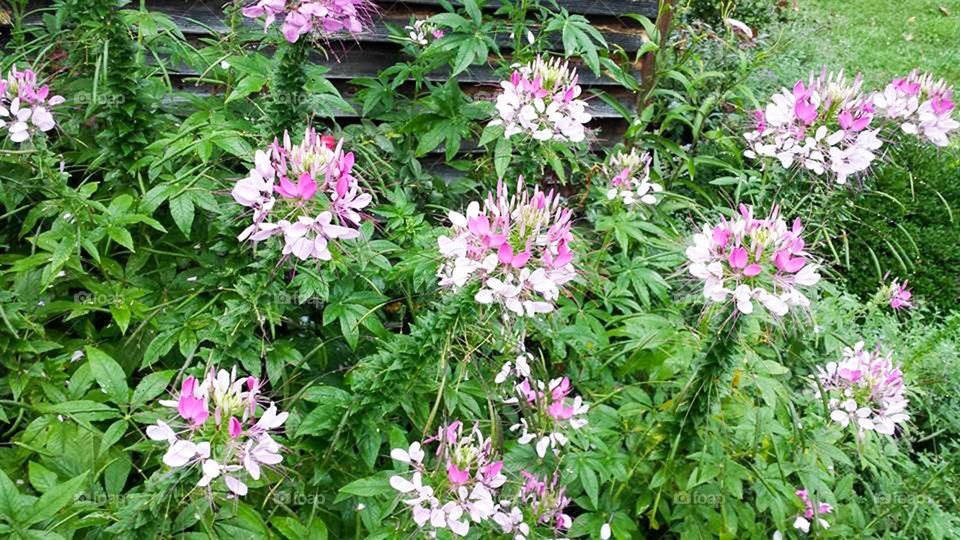 Field of flowers. close up of delicate field flowers