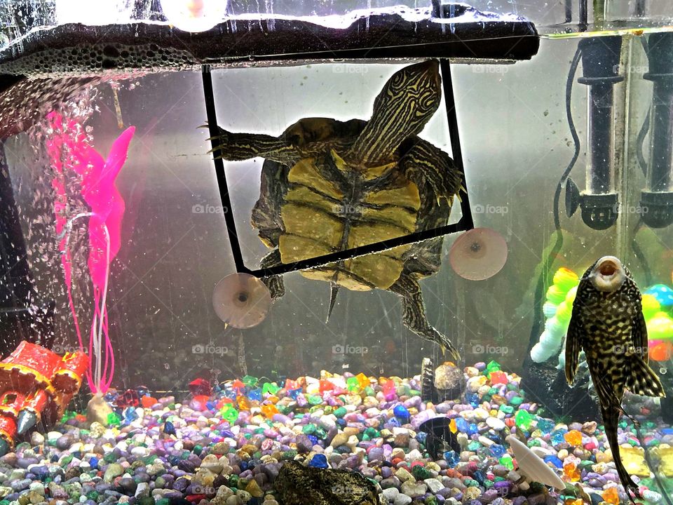 Aquarium Turtle underneath her drying dock