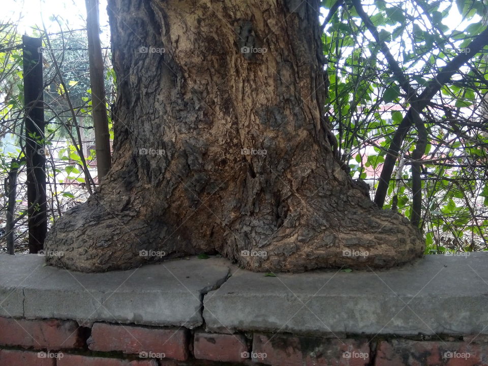 wall tree