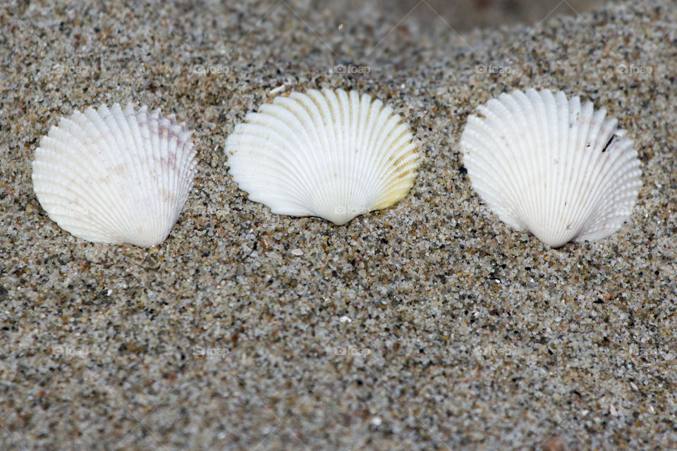 Three sea shells in the sand 