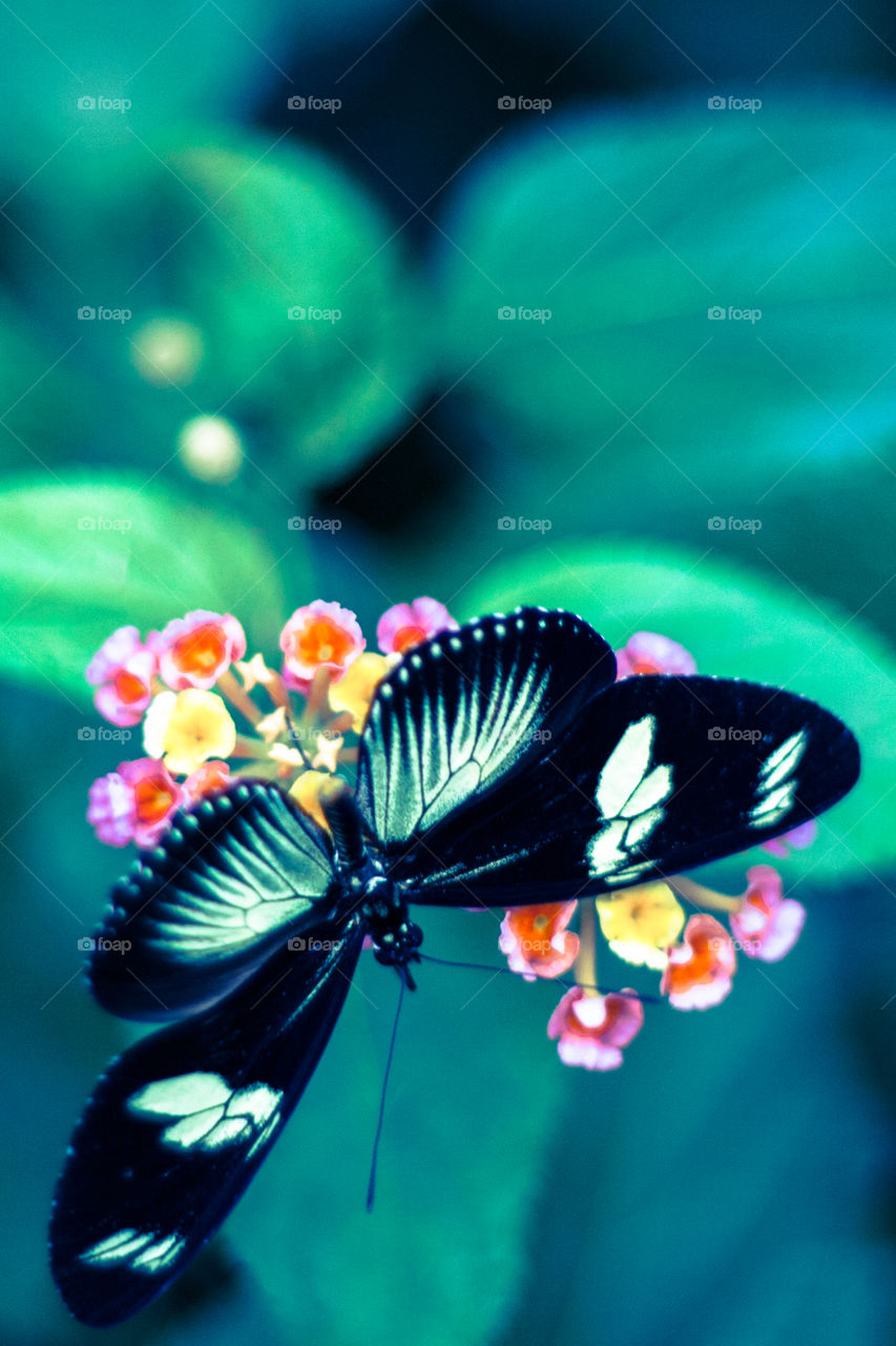 Butterflies and flowers 