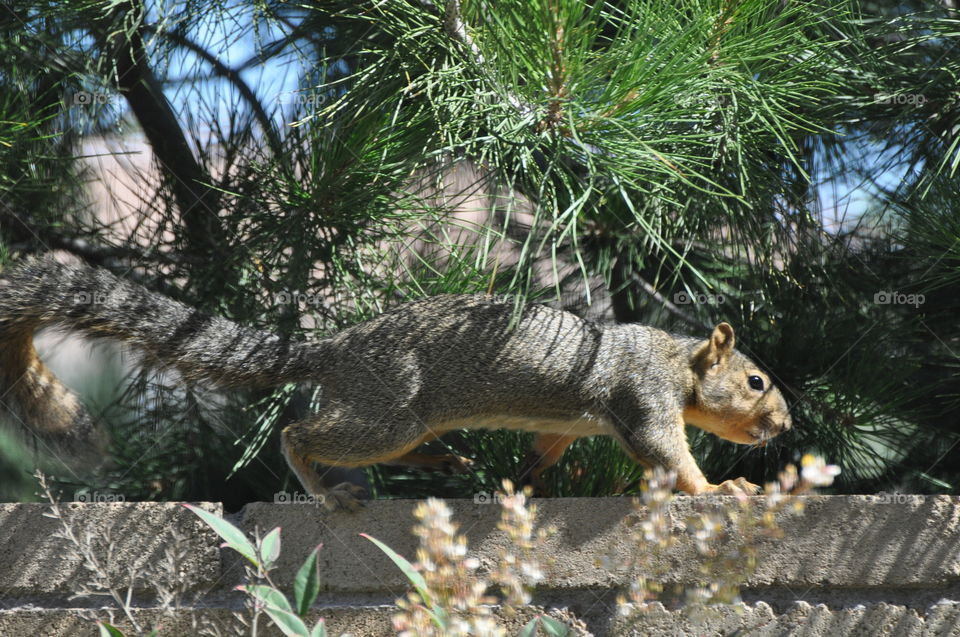 Local wildlife Squirrel