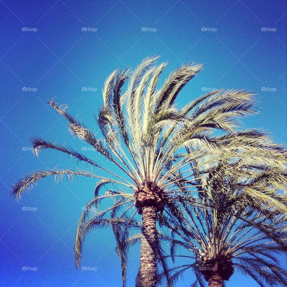 Palm Trees...