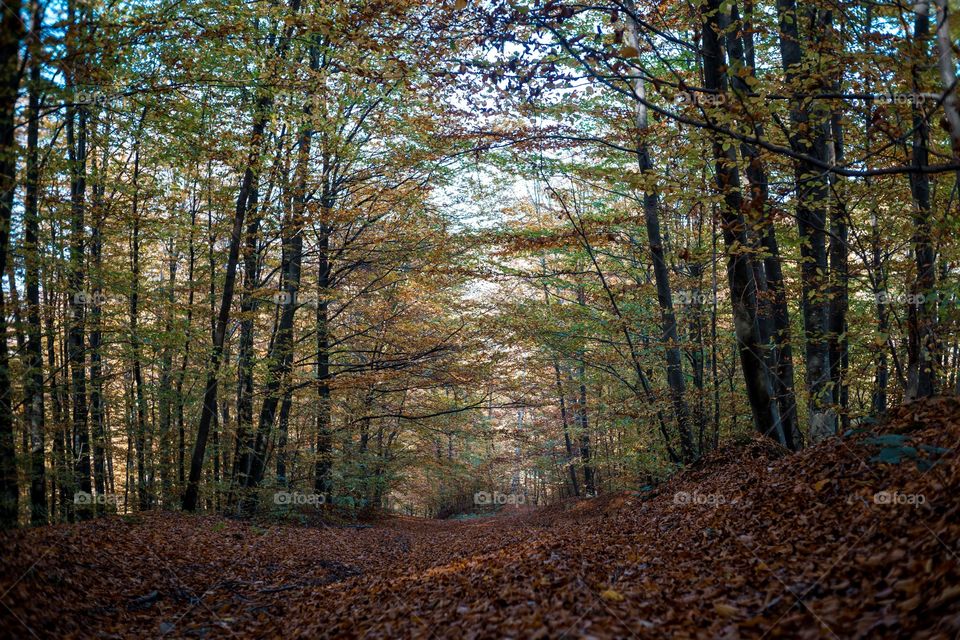 Autumn forest