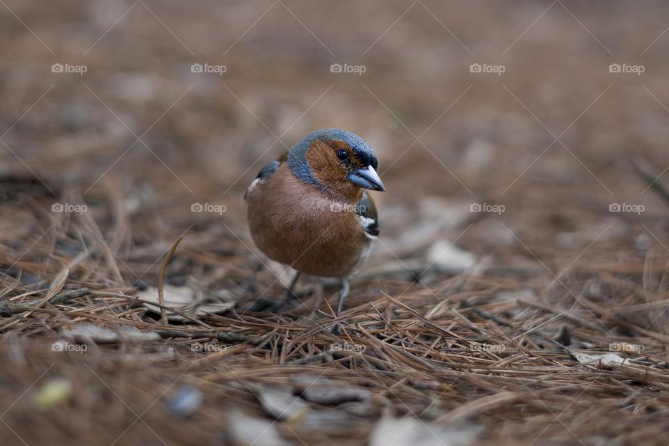 chaffinch male in spring Park