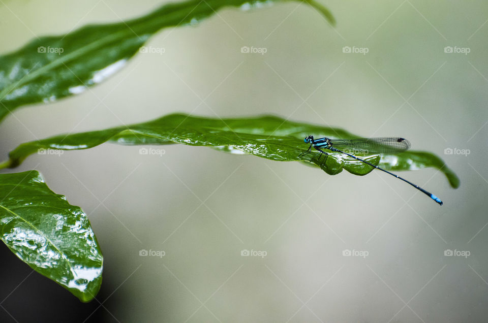 damselfly in rainy season