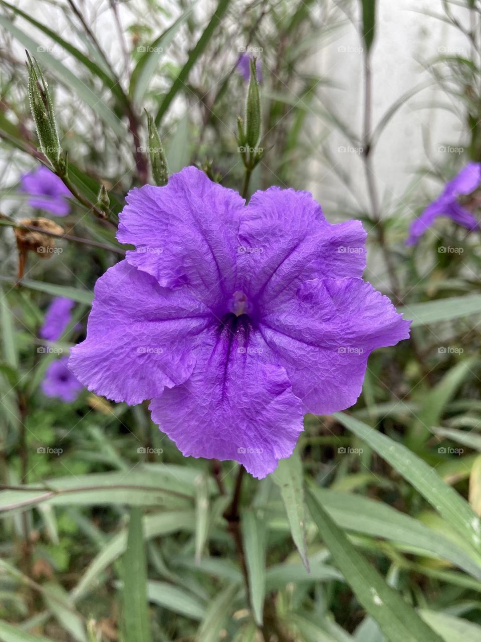 Purple flowers 