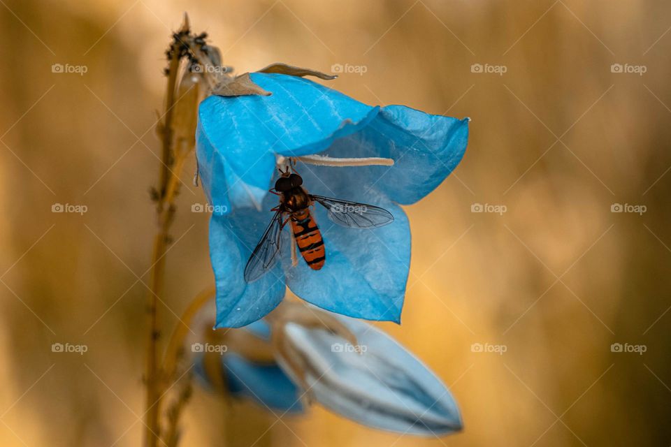 honeybee sucking honey from flower