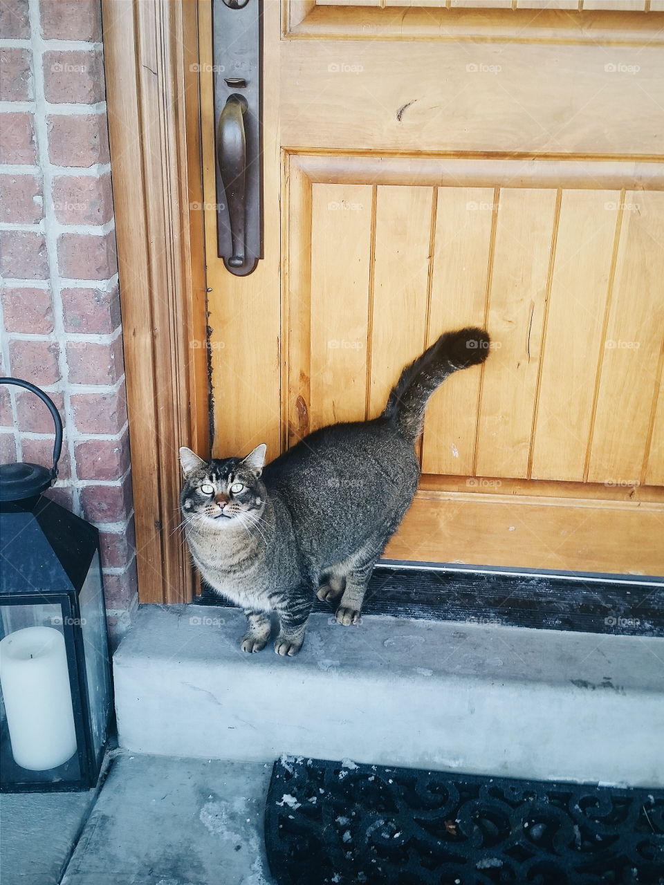 Cat on doorstep. Fat tabby cat in front of a wooden door