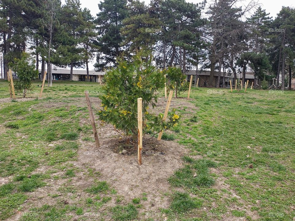 Young Christmas trees just planted