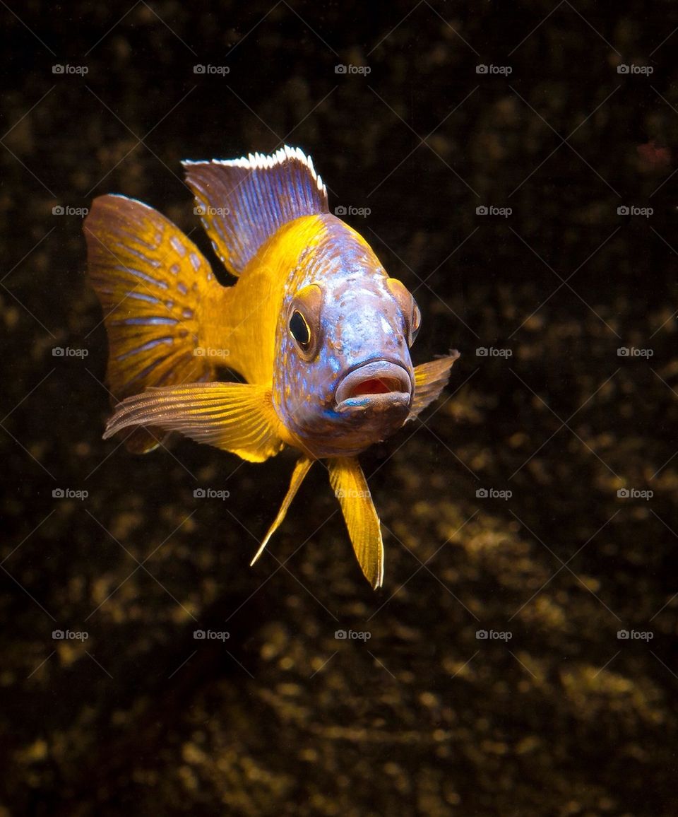 Cichlids Malawi