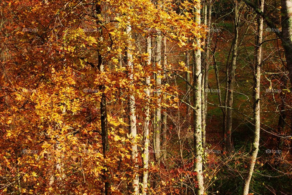 View of autumn tree in forest