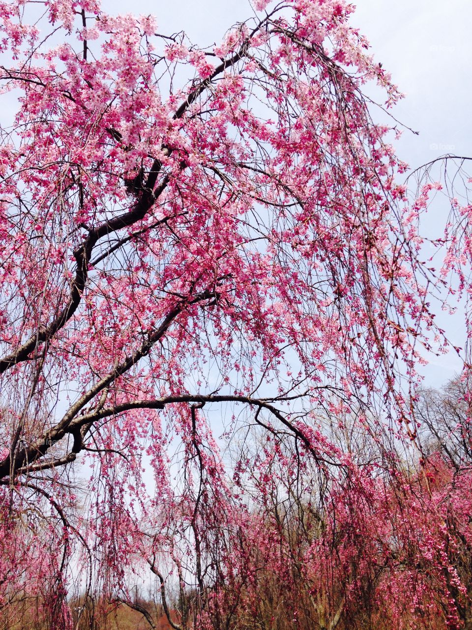 Pink Cherry Blossoms in DC
