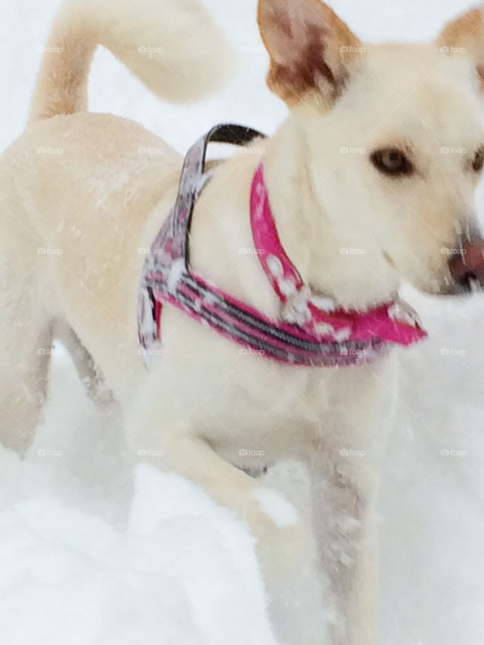 Winter dog. Happy winter dog