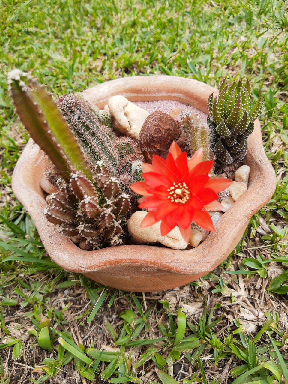 cactus arrangment with flower