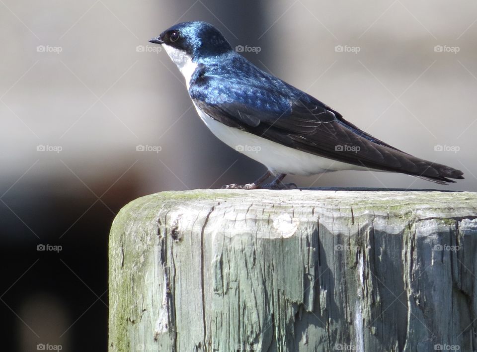 Swallow in sunlight