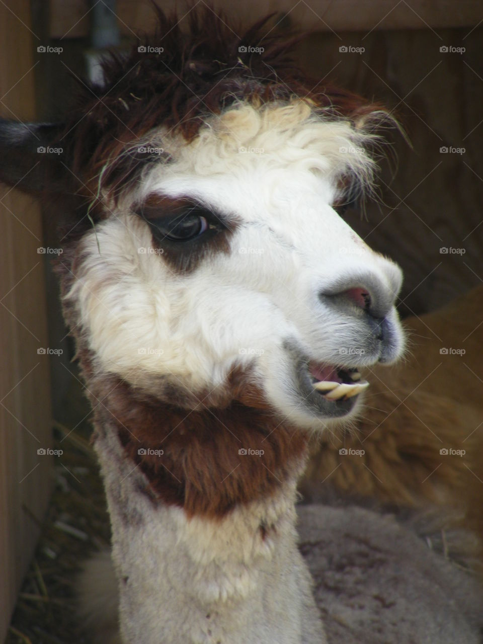 Llama