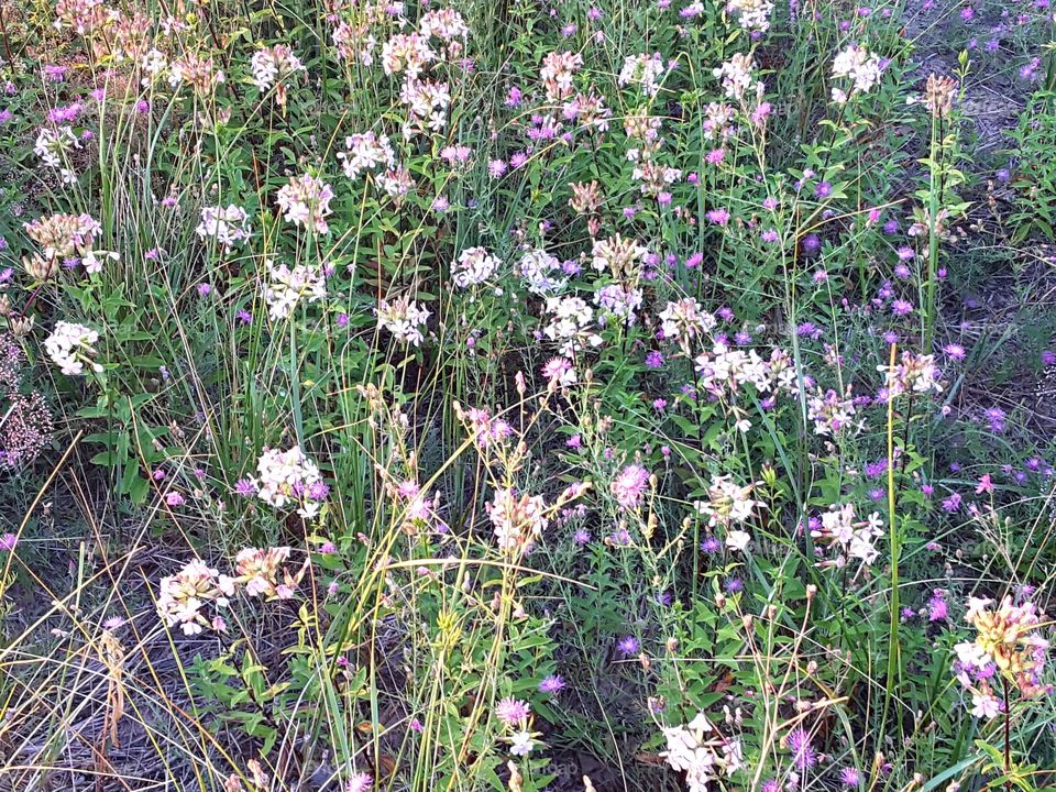 Wild flowers