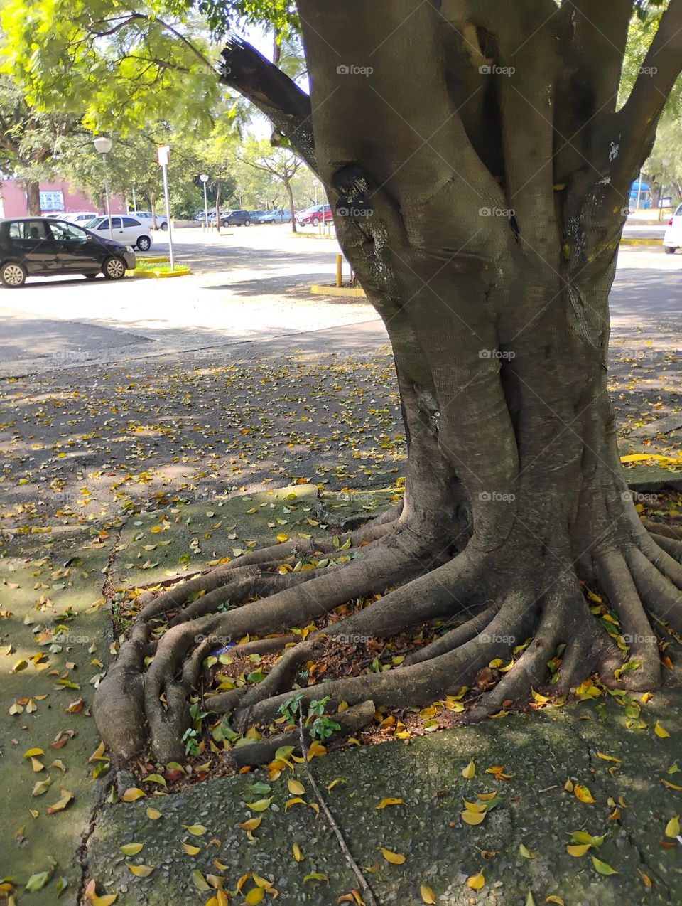 O tronco das árvores é a parte que conecta as raízes às folhas, além de dar suporte à planta
