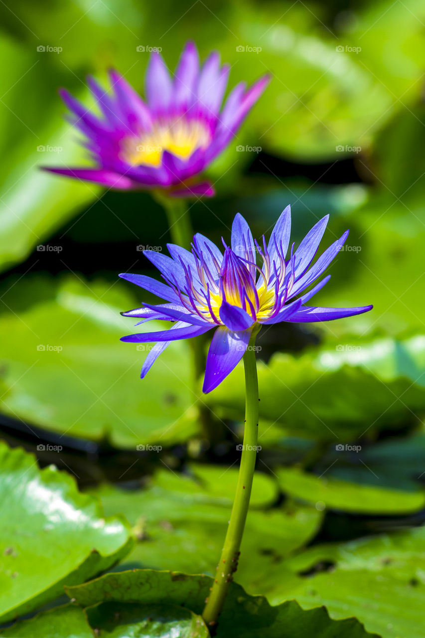 Lotus