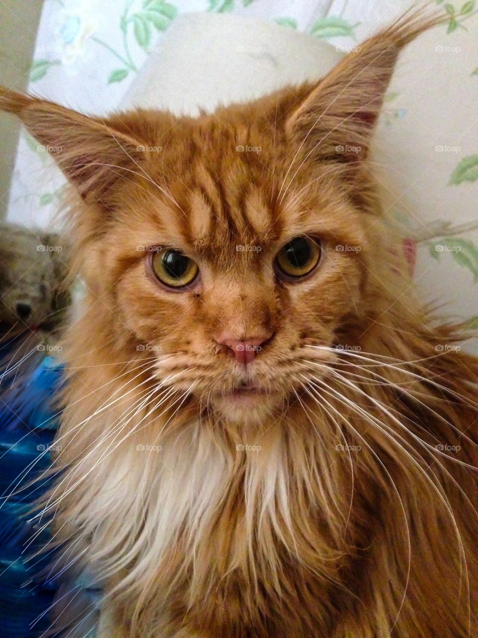 Maine coon