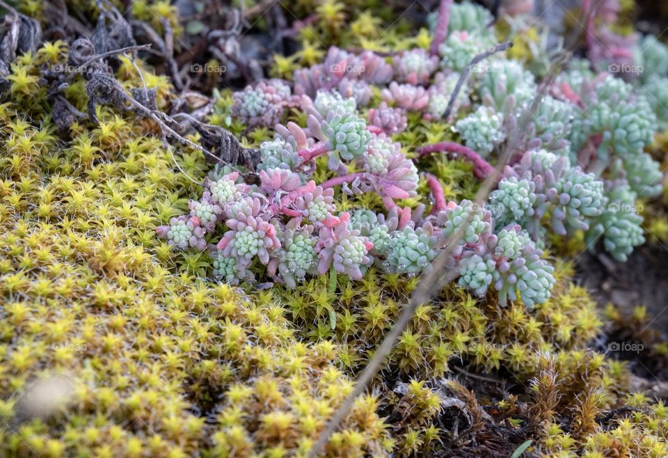 Fresh colorful grasses on floor