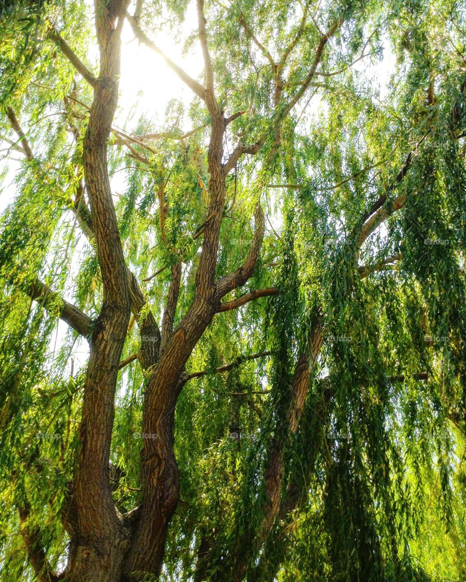 The wind through the willow