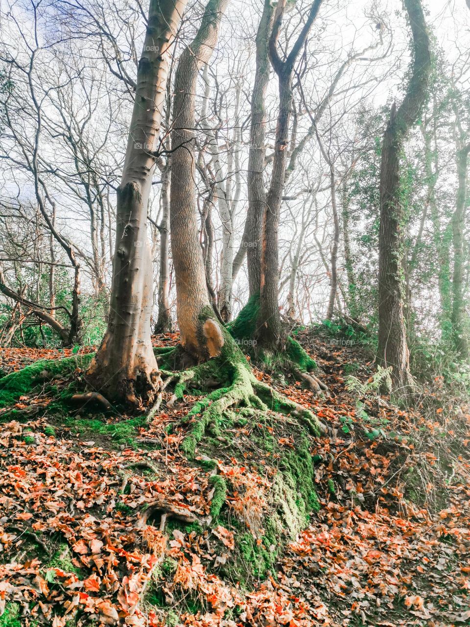 Foggy winter woods