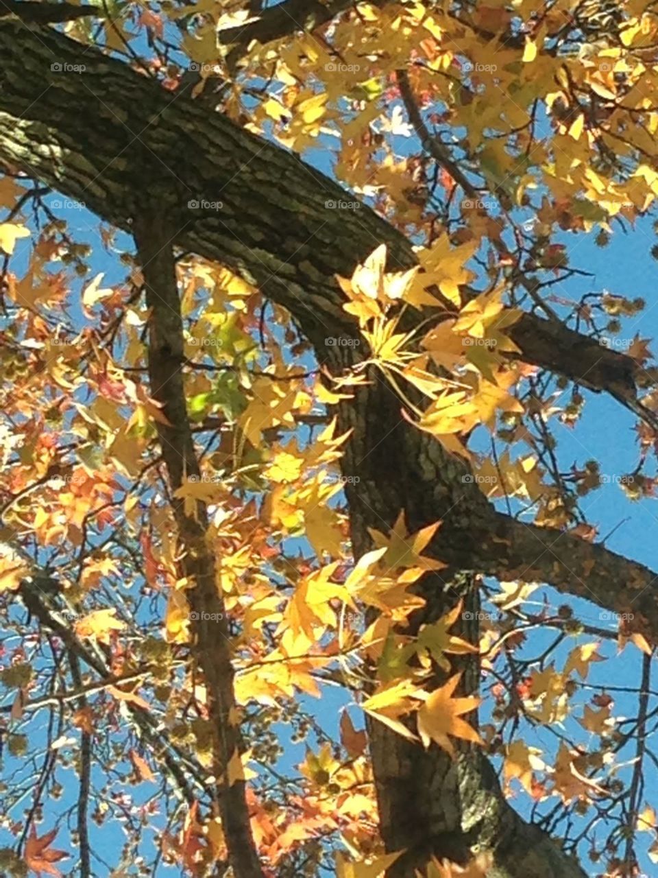 Fall tree from below