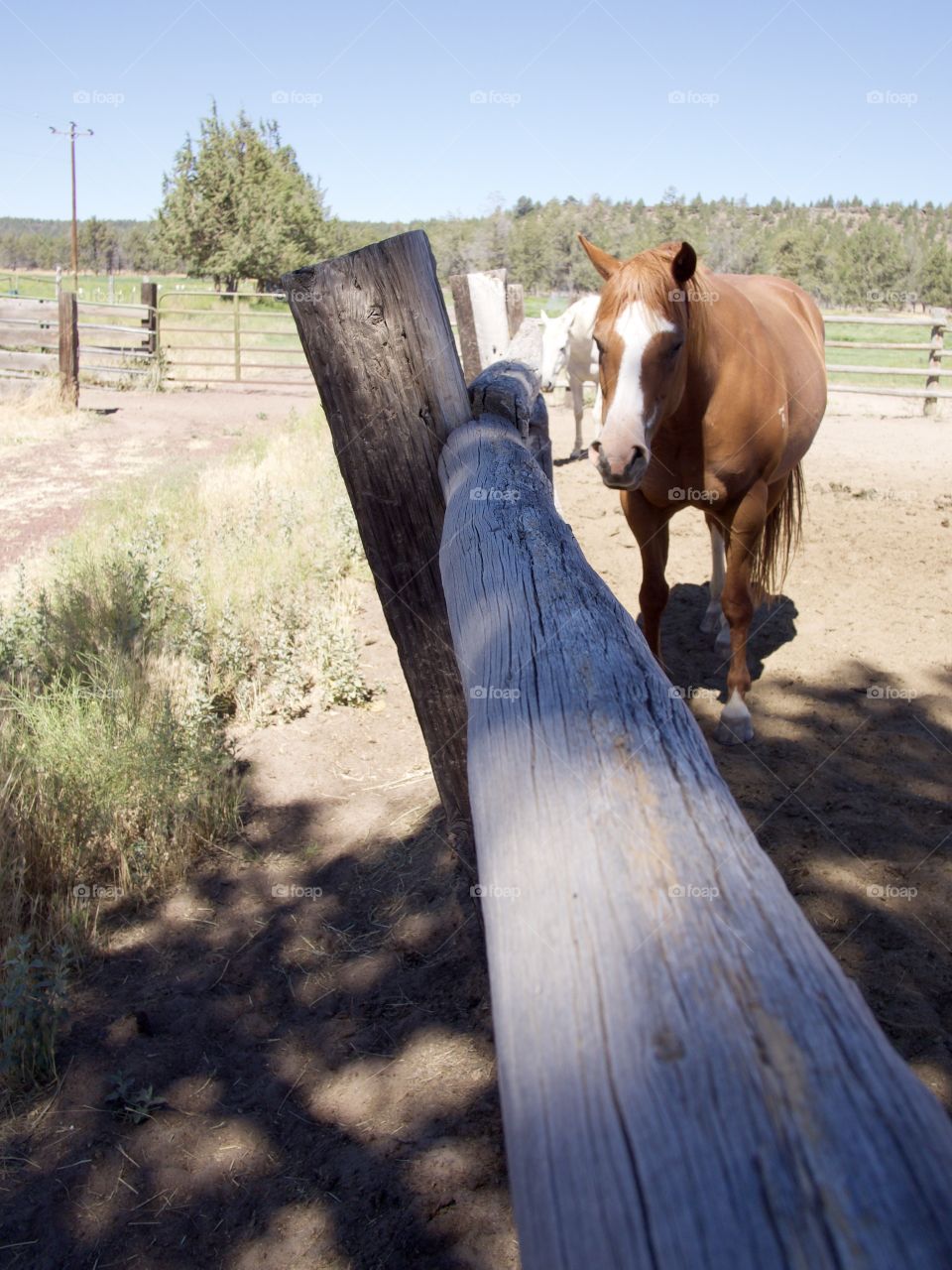 Beautiful horses in a pen on a Central Oregon ranch on a sunny summer day. 