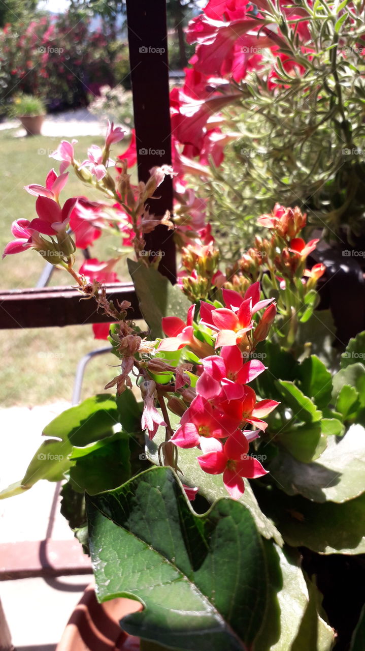 flowers on the window