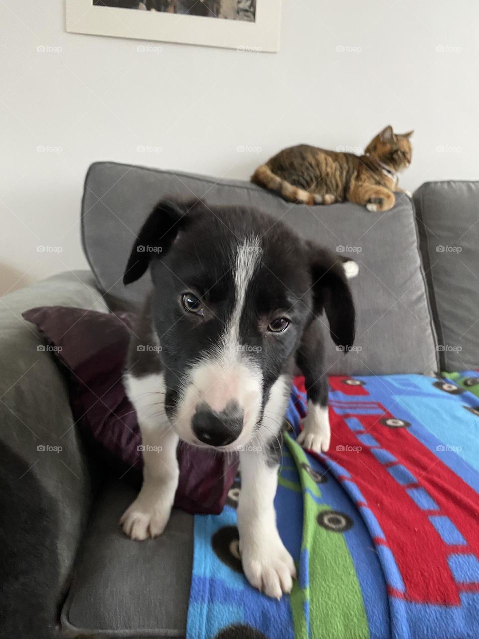 Mummy’s lookalike boy and our cat