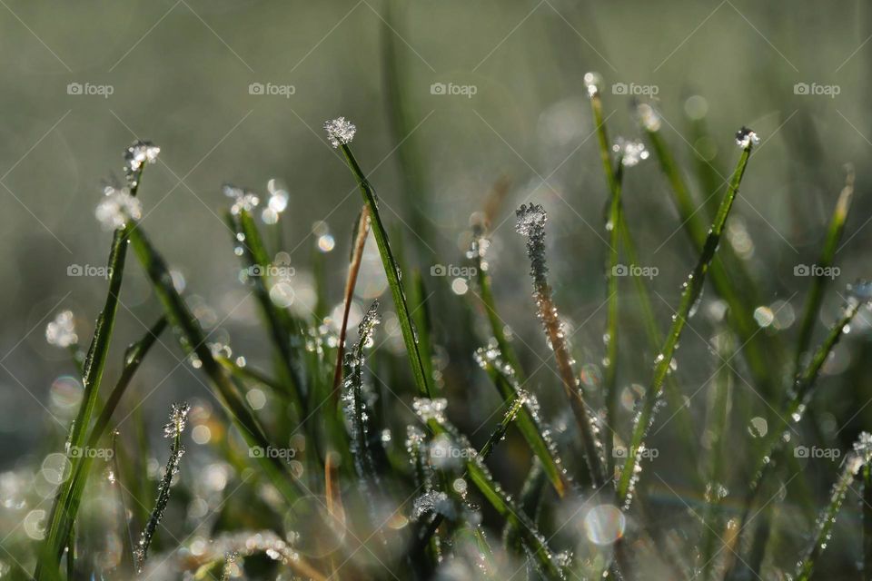 Frozen grass