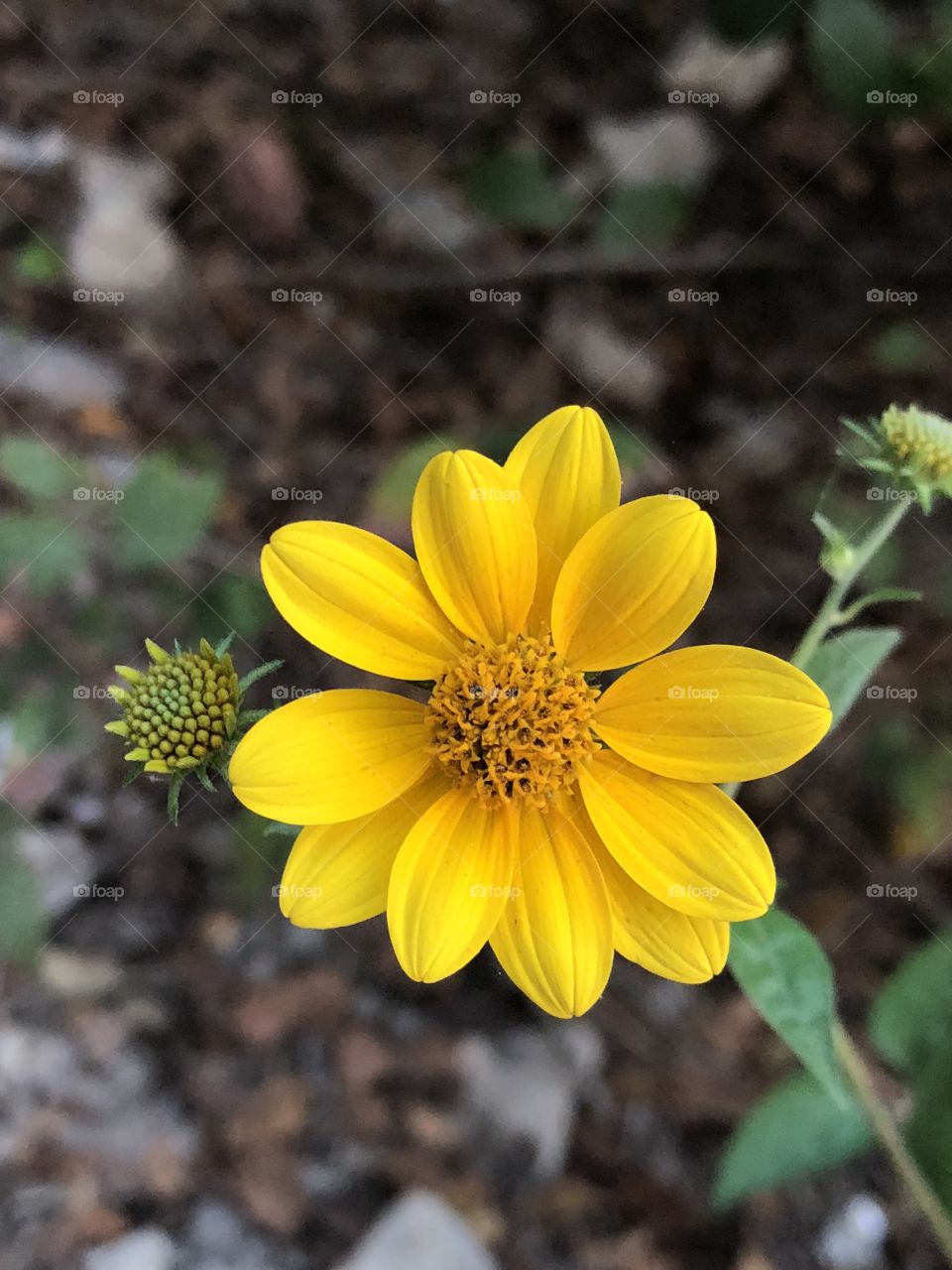 Yellow flower 🌼