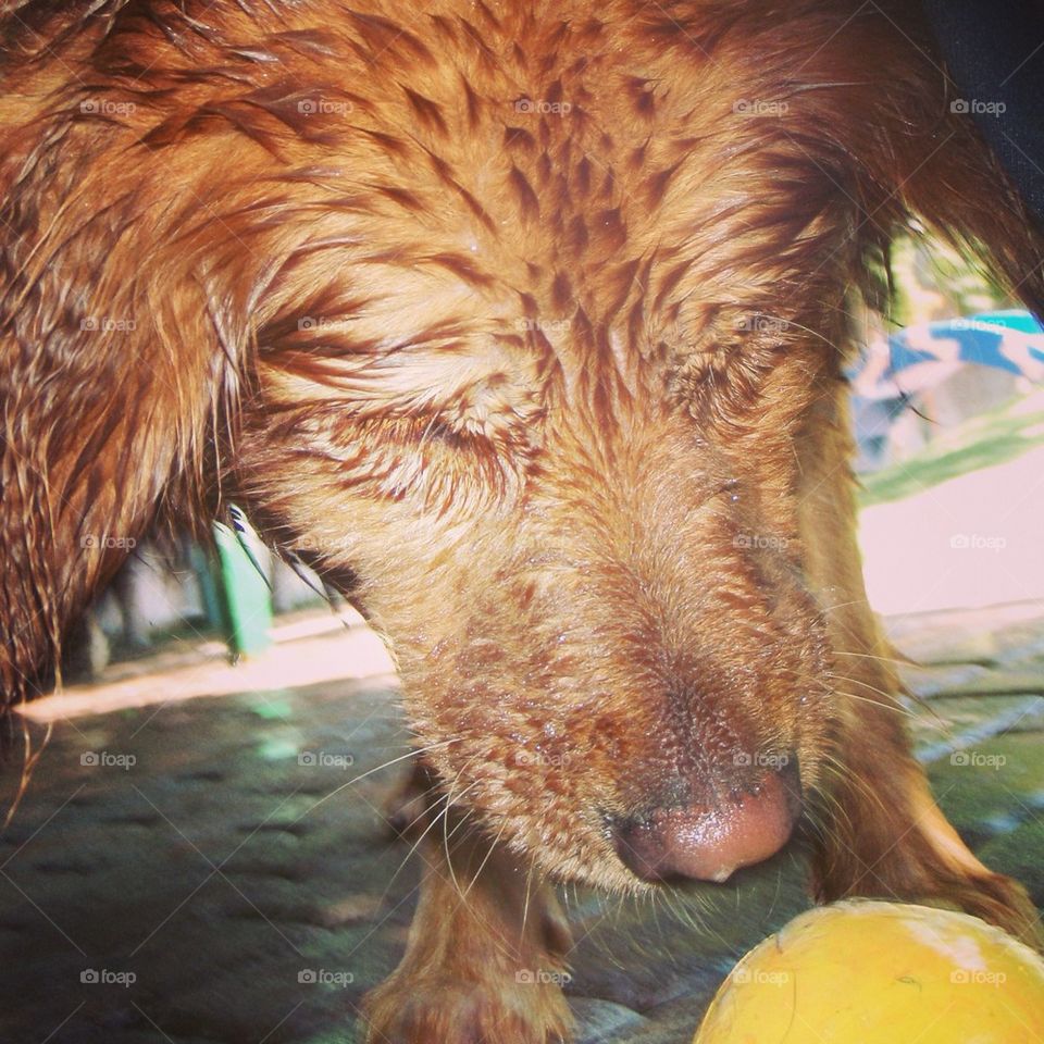 Marley and The Ball