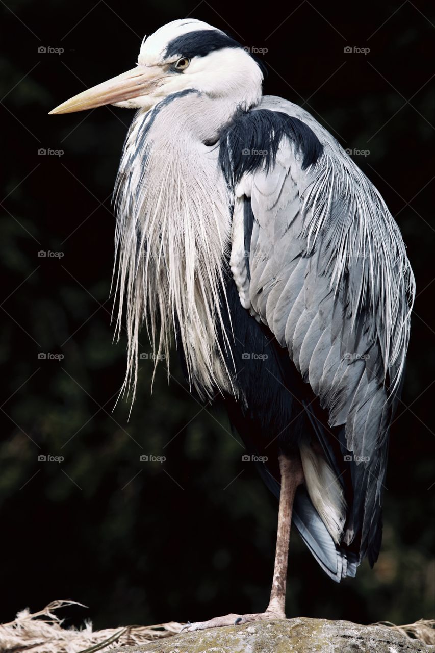 Gray heron on one leg