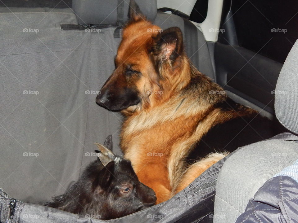 dog and goat
