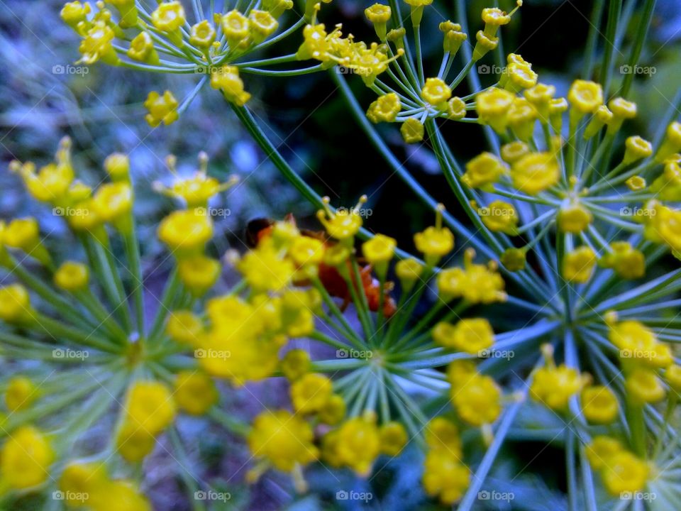 зонтик укропа