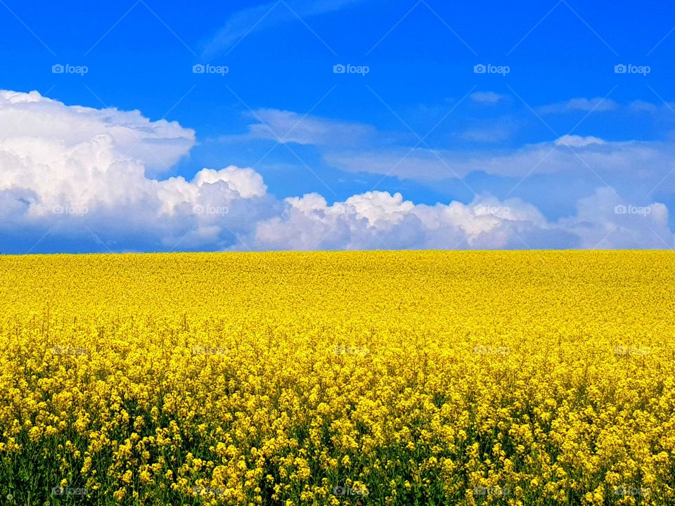 Rapsfeld mit blauem Himmel