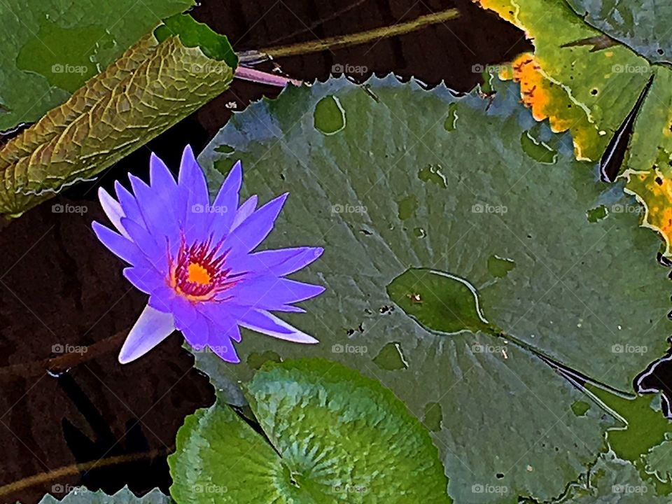 Purple Waterlily